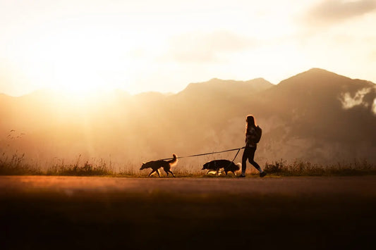 犬との登山やハイキングのための必須グッズ