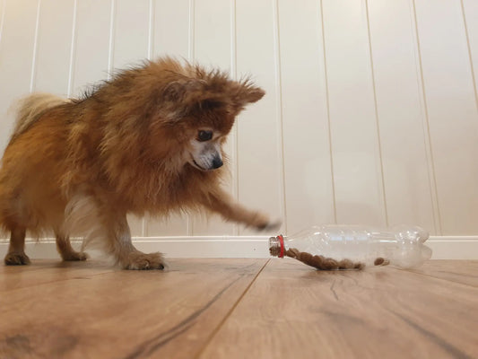 犬を精神的に刺激する7つの手作りゲーム