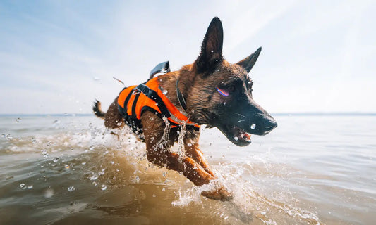 暑い時に愛犬とできる7つの夏のアクティビティ