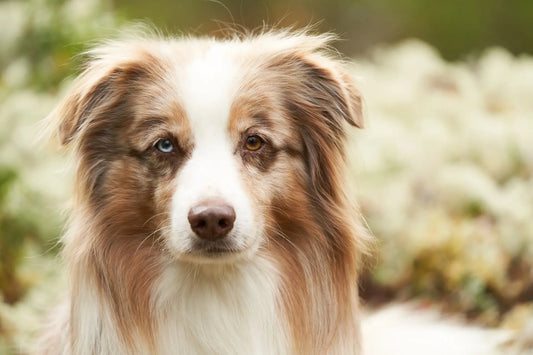 小さな犬が人生に大きな違いを生む