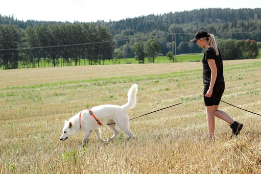 愛犬との散歩がもっと楽しくなる!5つのコツと工夫