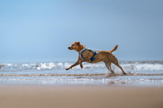犬用クーリングベストの効果とは?仕組みや使用方法を詳しく解説