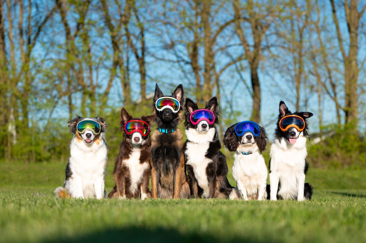 Rex Specs – イヌと何でも楽しむ委員会 | カニクロス用品専門店