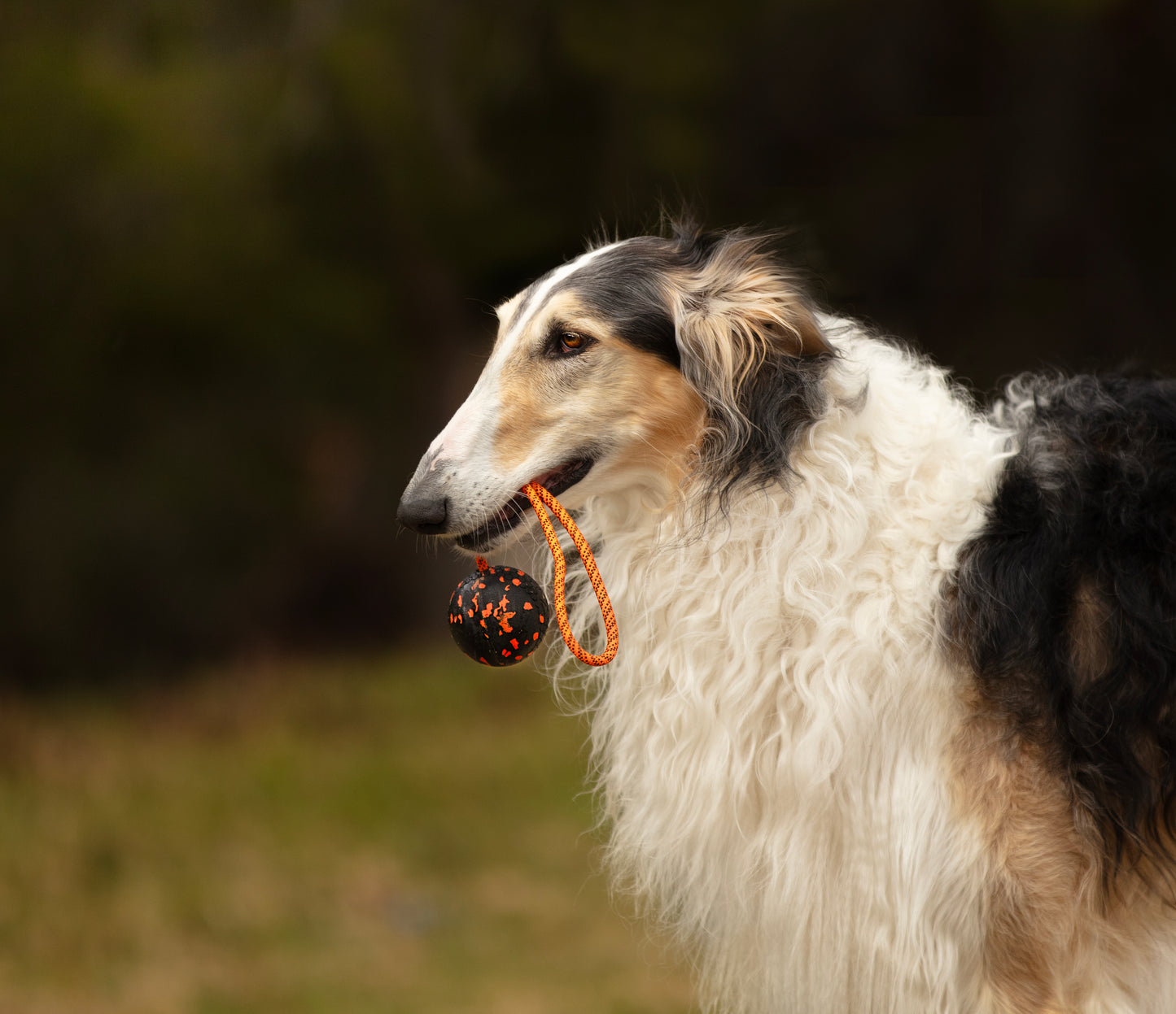 Dog ball on rope 耐久性のあるロープ付きおもちゃ