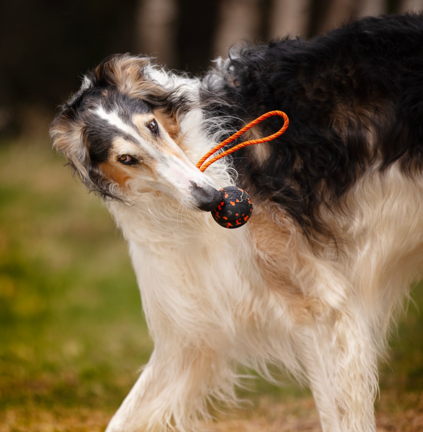 Dog ball on rope 耐久性のあるロープ付きおもちゃ
