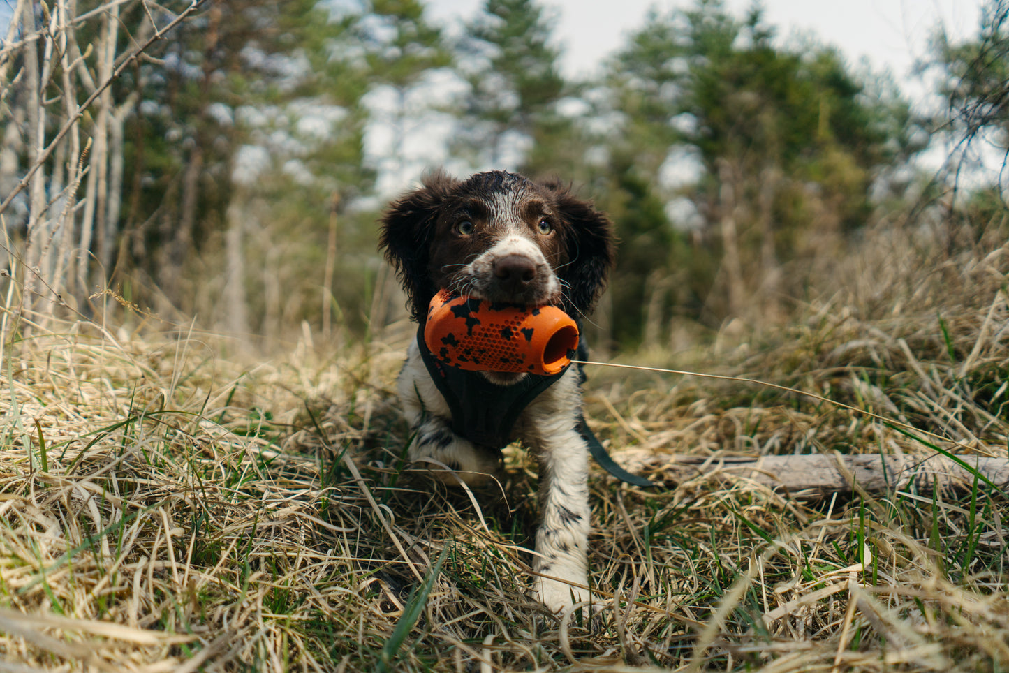 Dog throw toy 頑丈ノーズワーク犬用おもちゃ