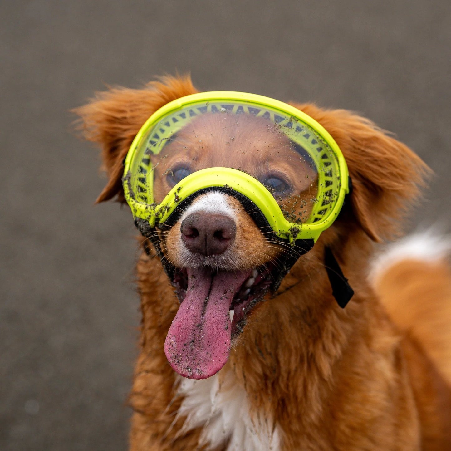 REX SPECS Goggles V2 紫外線対策 【即日配送】