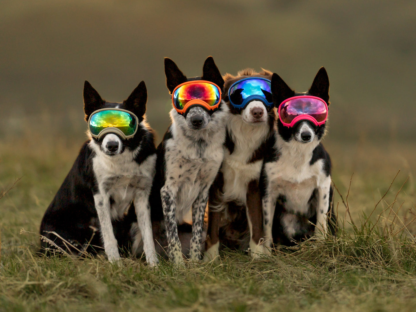 REX SPECS Goggles V2 紫外線対策 【即日配送】