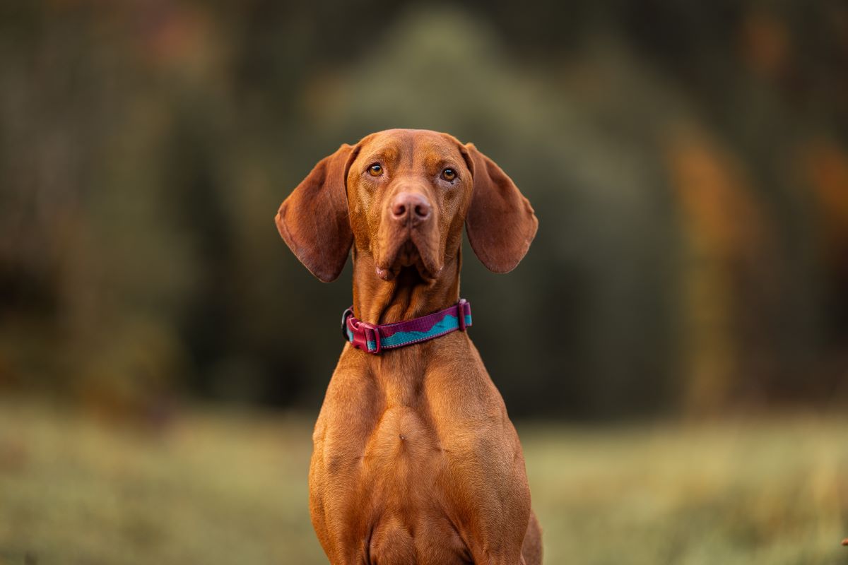 Trail quest collar 軽量2カラートレイル模様