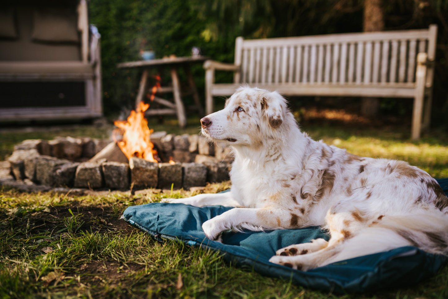 Trekking dog bed 犬用の軽量キャンピングマット
