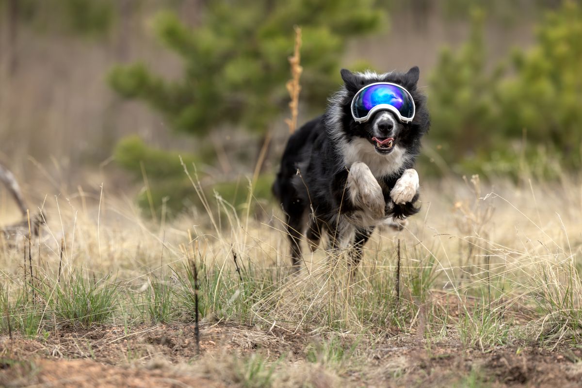 REX SPECS Goggles V2 紫外線対策 【即日配送】