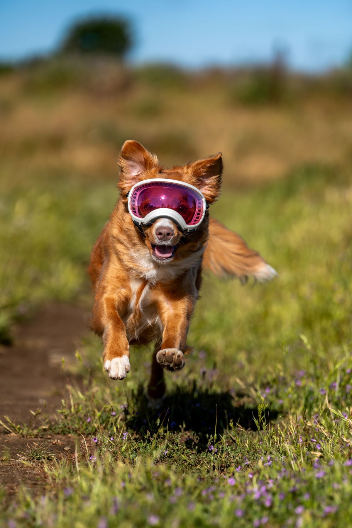 REX SPECS Goggles V2 紫外線対策 【即日配送】