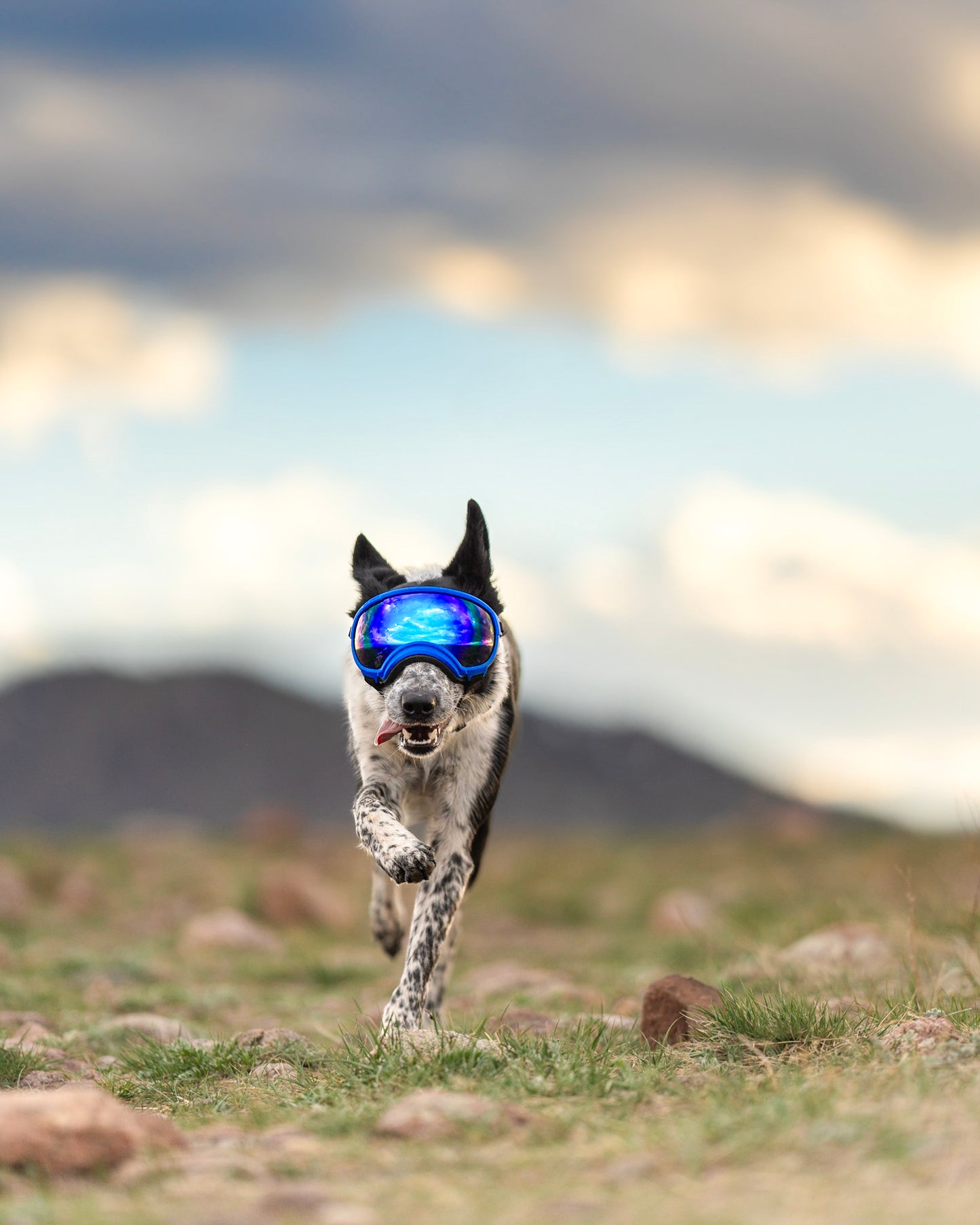 REX SPECS Goggles V2 紫外線対策 【即日配送】