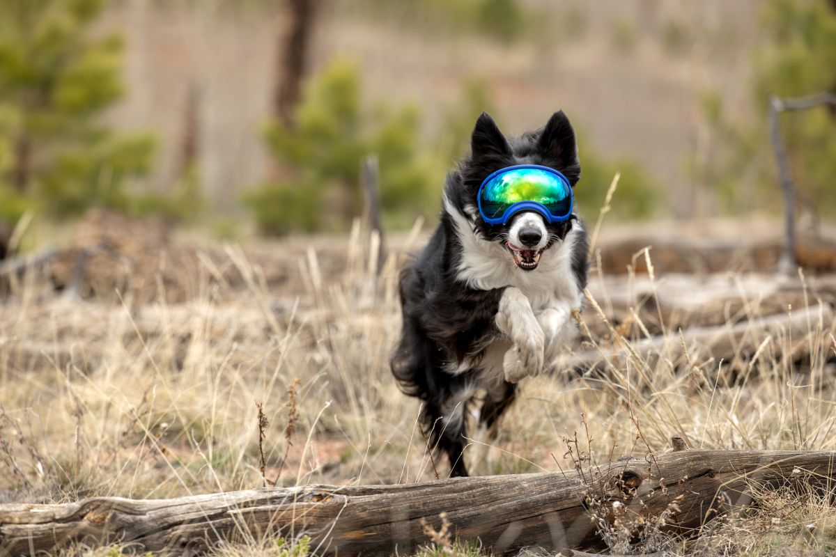 REX SPECS Goggles V2 紫外線対策 【即日配送】
