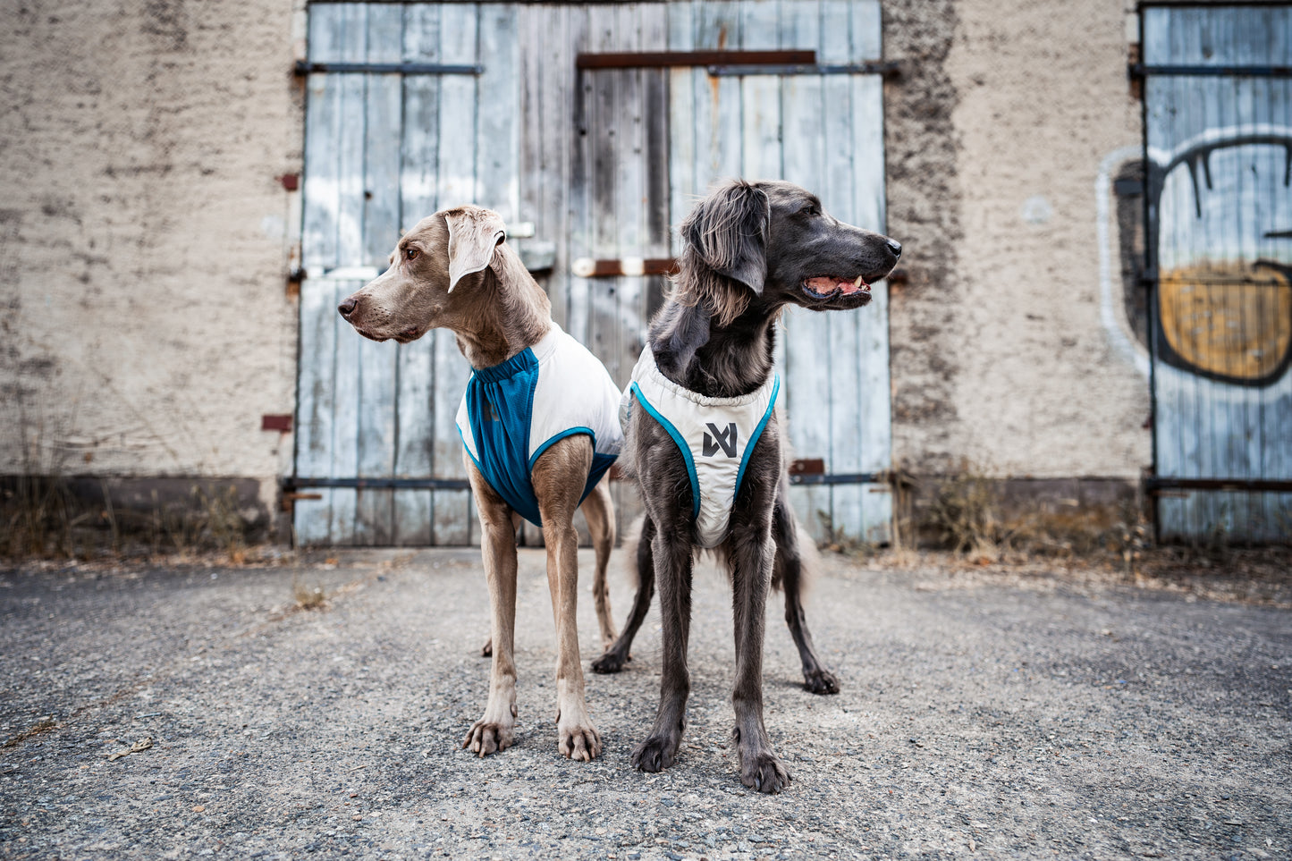 夏用冷却犬用クールベスト 熱中症対策 Cooling vest【即日発送】