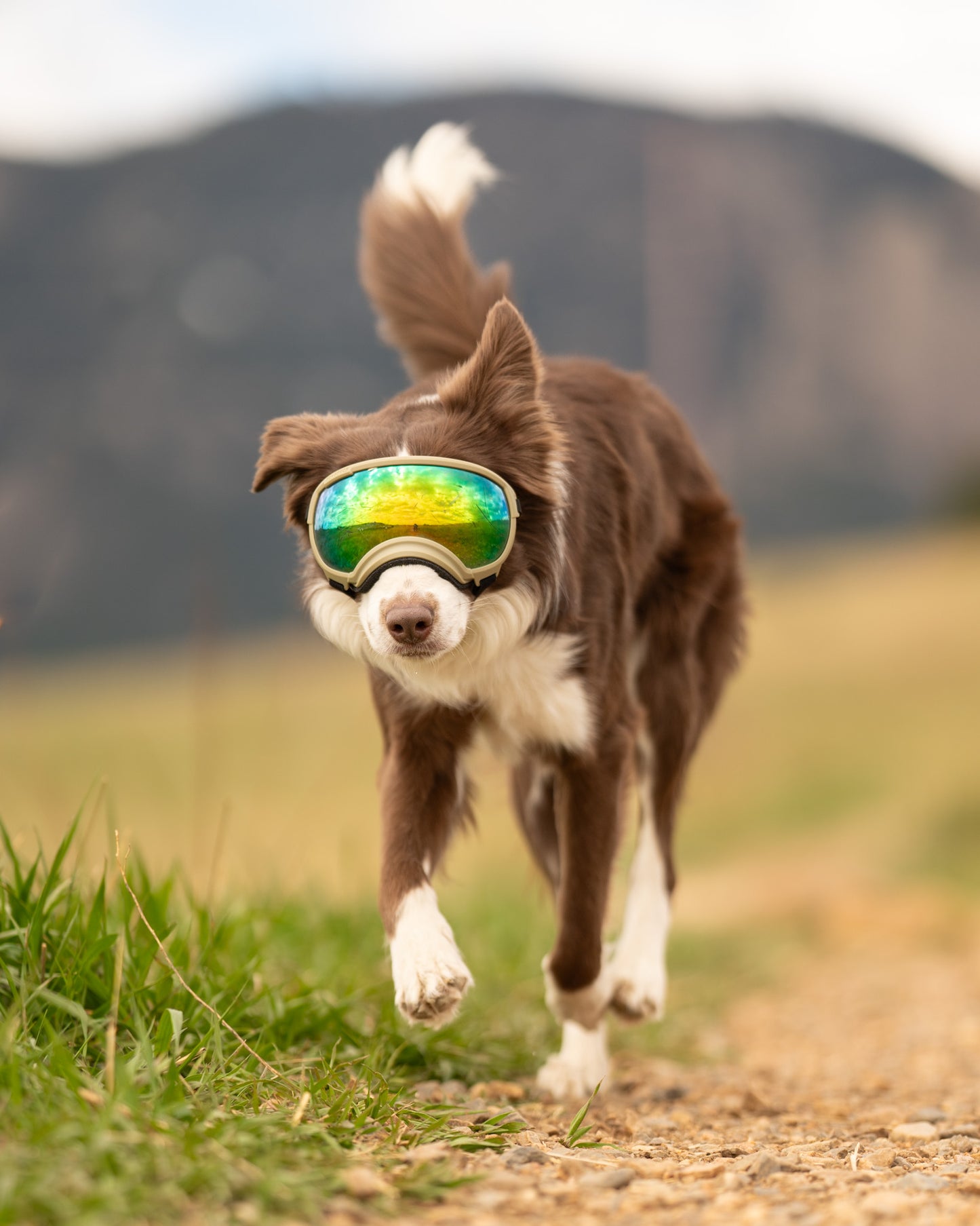 REX SPECS Goggles V2 紫外線対策 【即日配送】