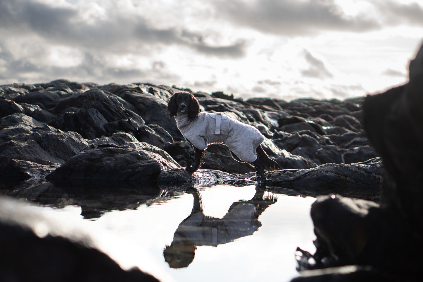 Drying coat 犬用タオルバスローブ
