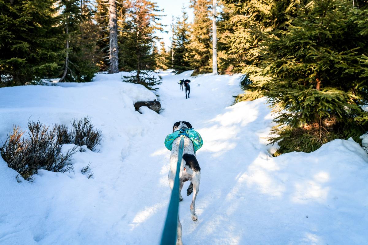 Trail light dog backpack 犬用登山リュック