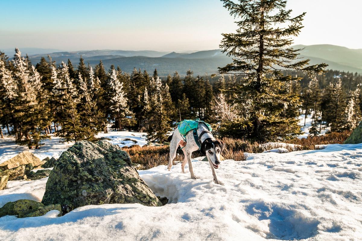 Trail light dog backpack 犬用登山リュック