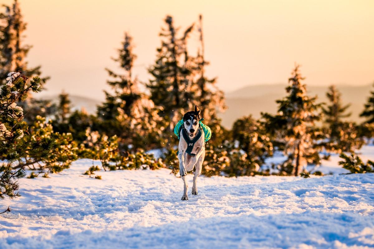 Trail light dog backpack 犬用登山リュック