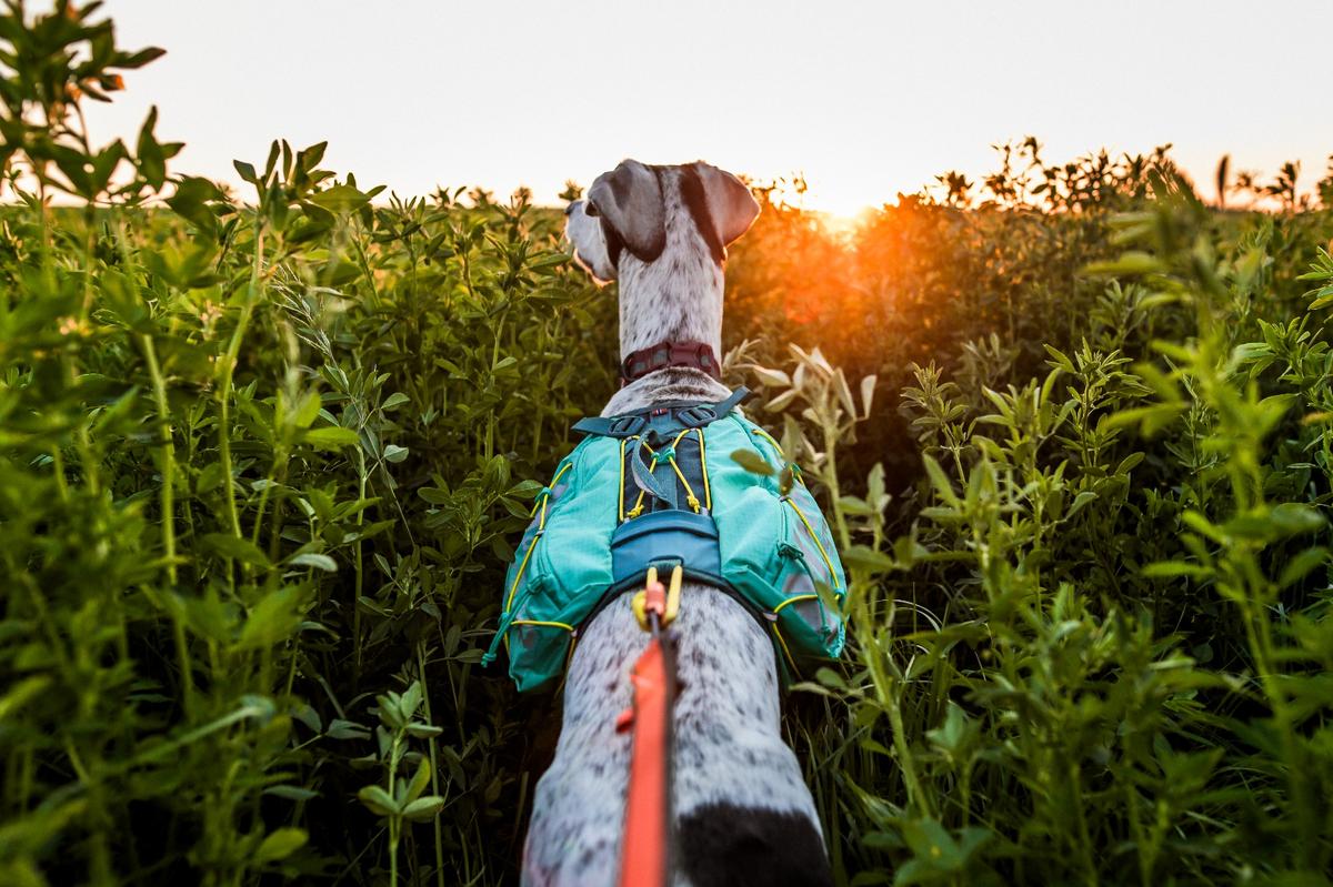 Trail light dog backpack 犬用登山リュック