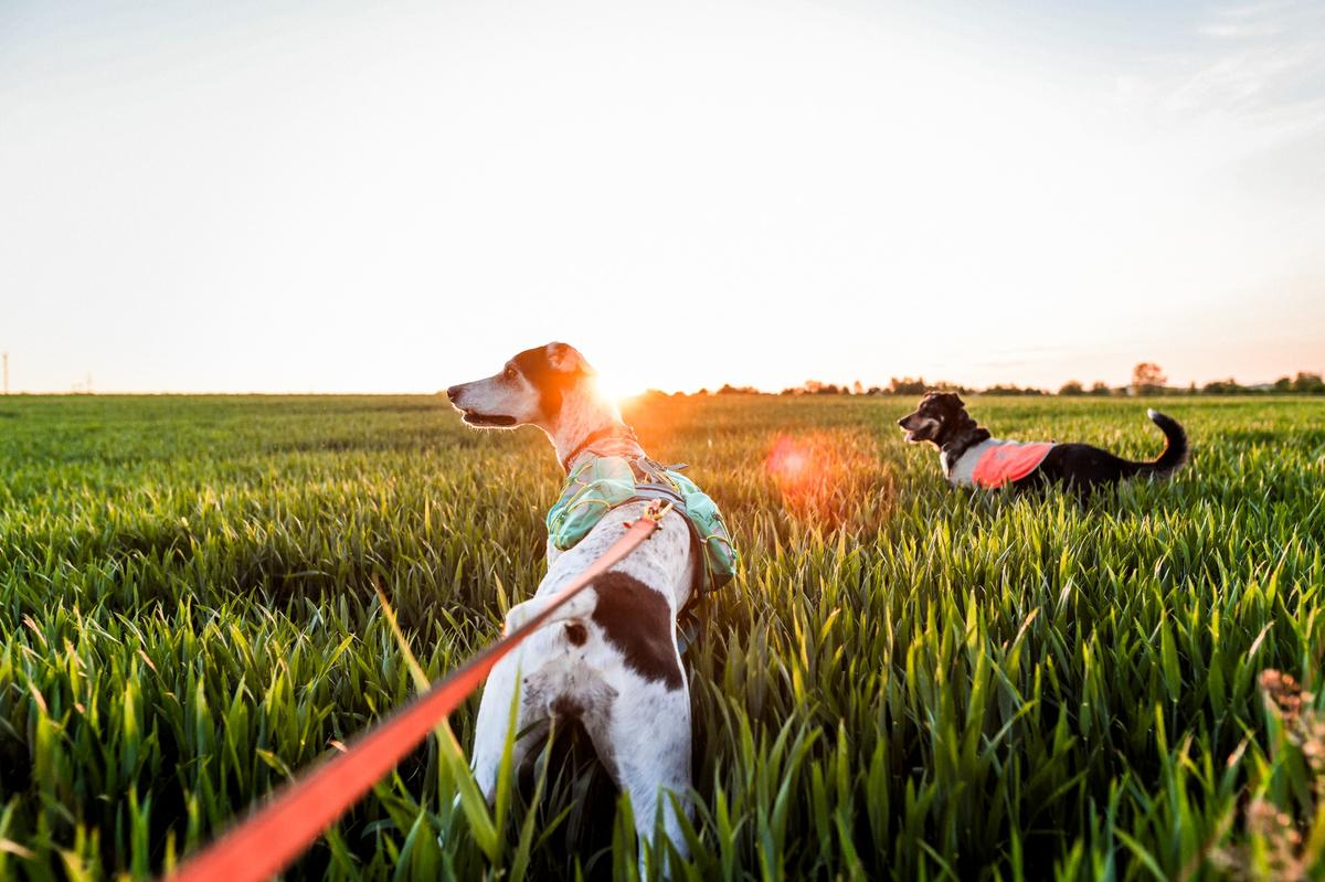 Trail light dog backpack 犬用登山リュック