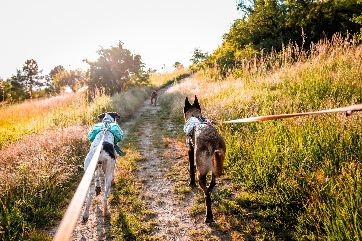 Trail light dog backpack 犬用登山リュック