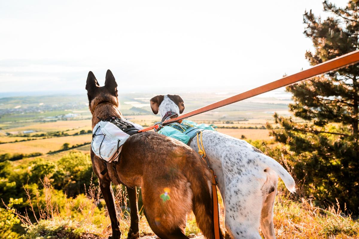 Trail light dog backpack 犬用登山リュック