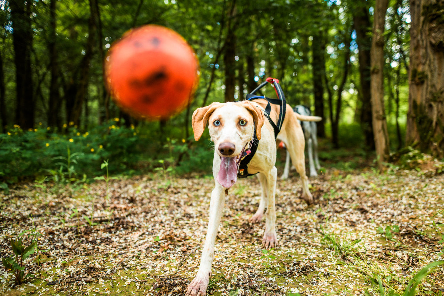 Dog ball ドッグボール