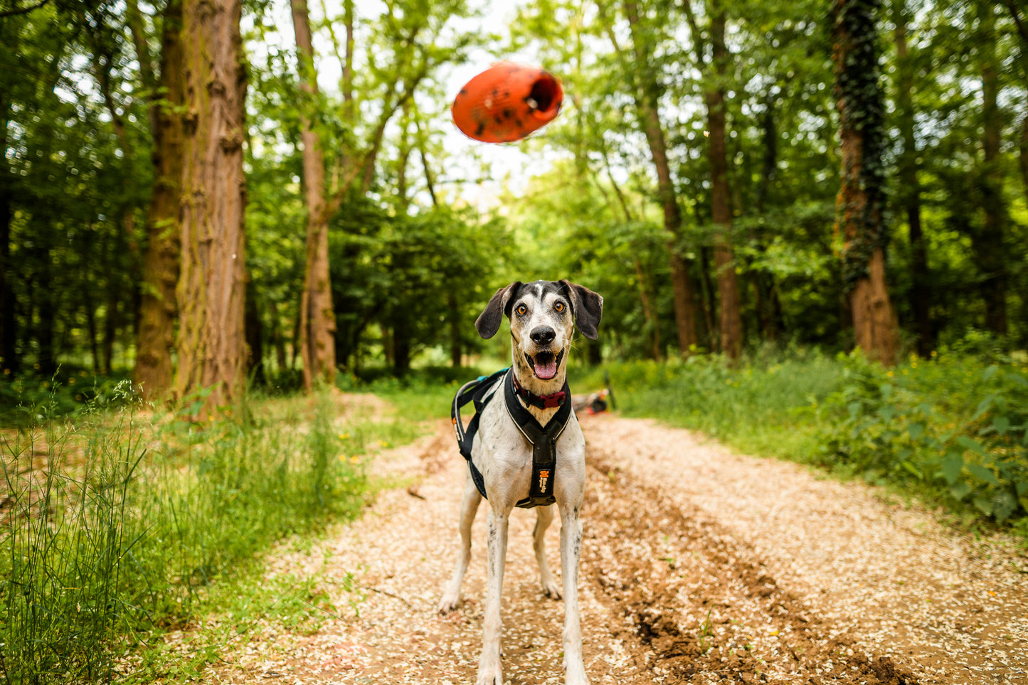 Dog throw toy 頑丈ノーズワーク犬用おもちゃ