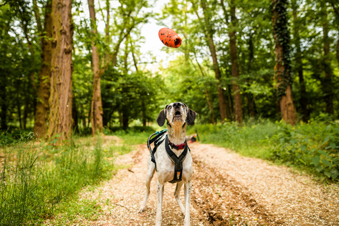 Dog throw toy 頑丈ノーズワーク犬用おもちゃ
