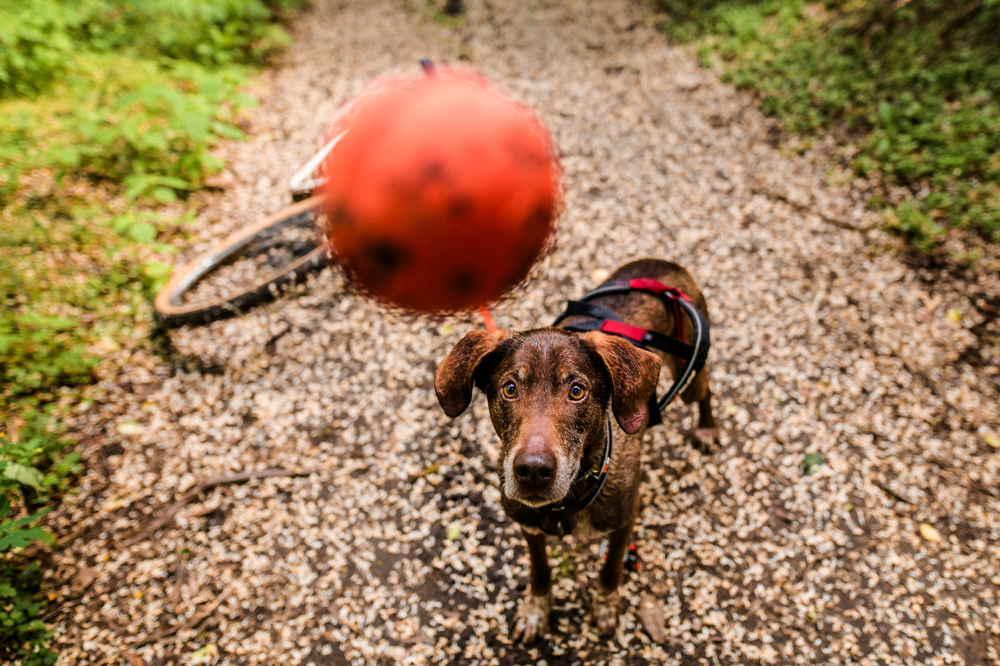 Dog ball ドッグボール