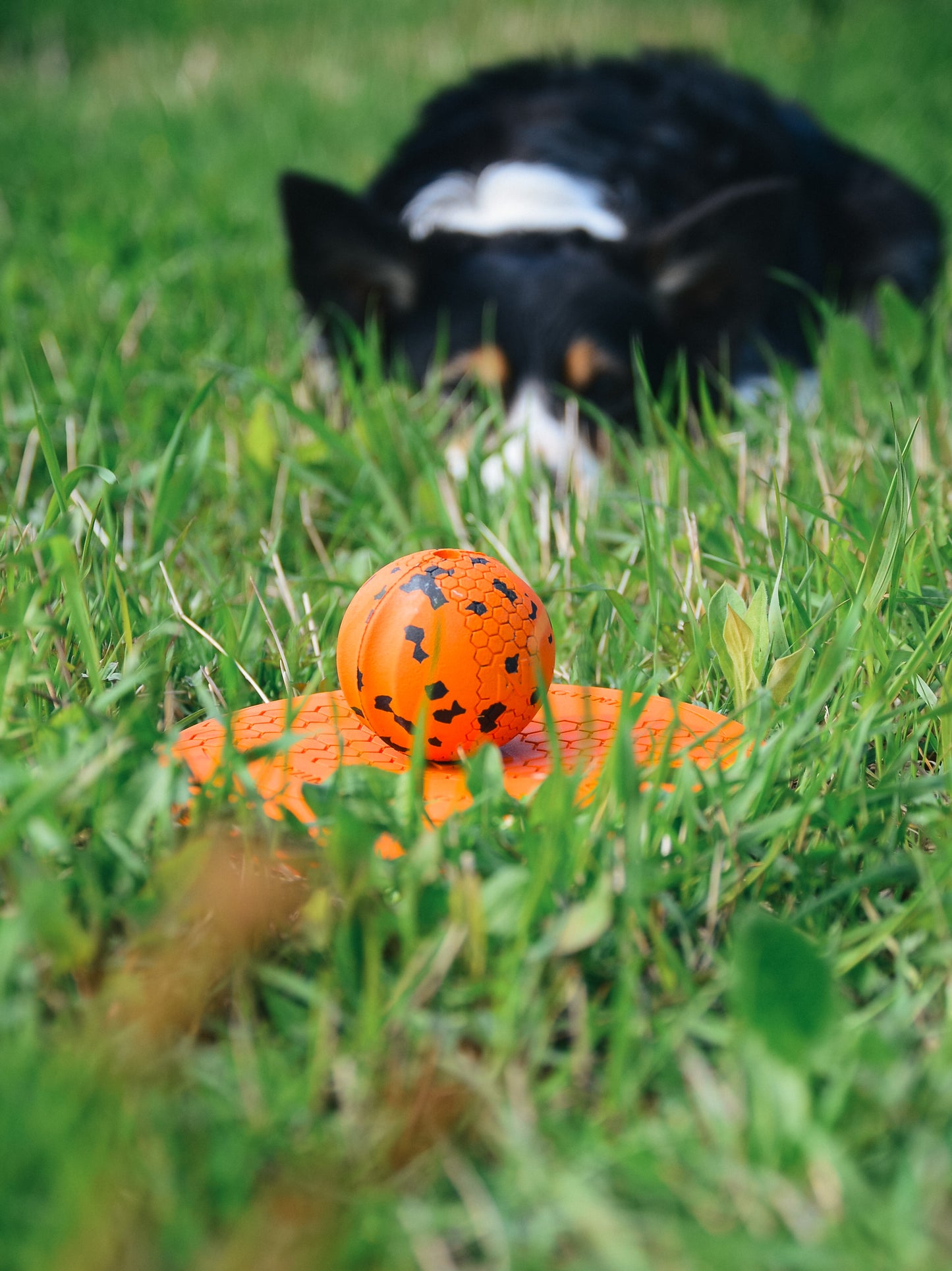 Dog ball ドッグボール