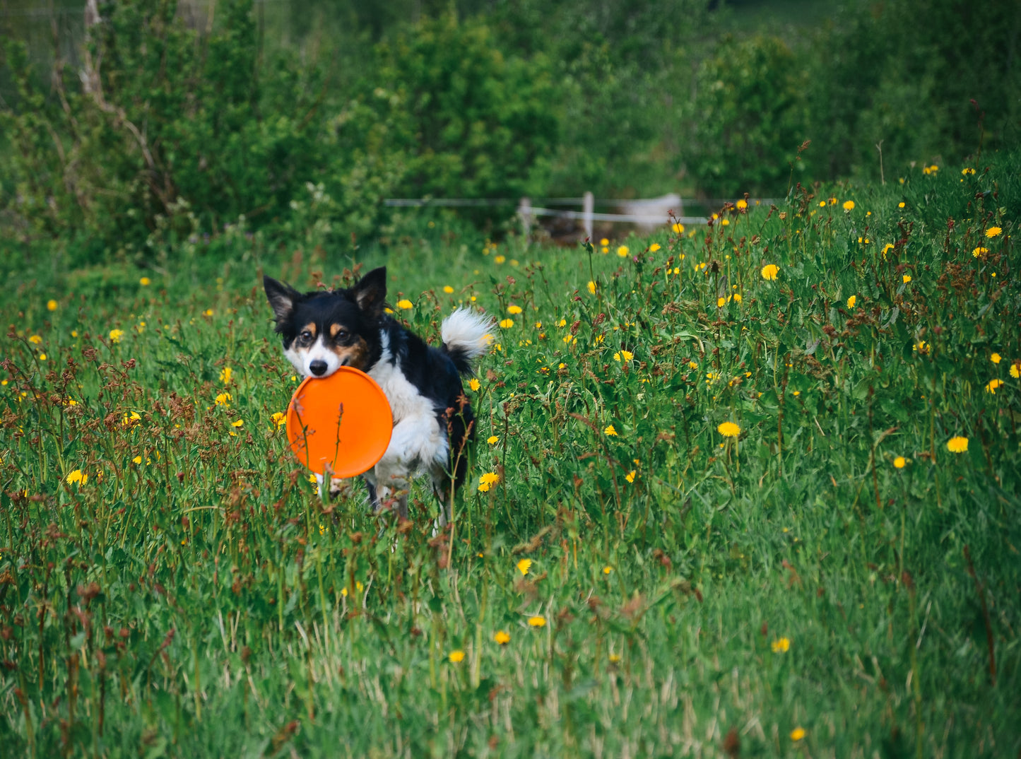 Dog flying disc ドッグディスク