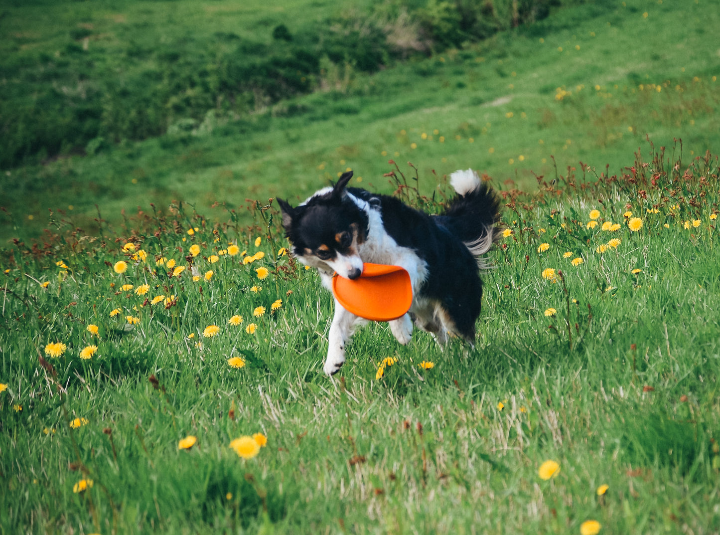 Dog flying disc ドッグディスク