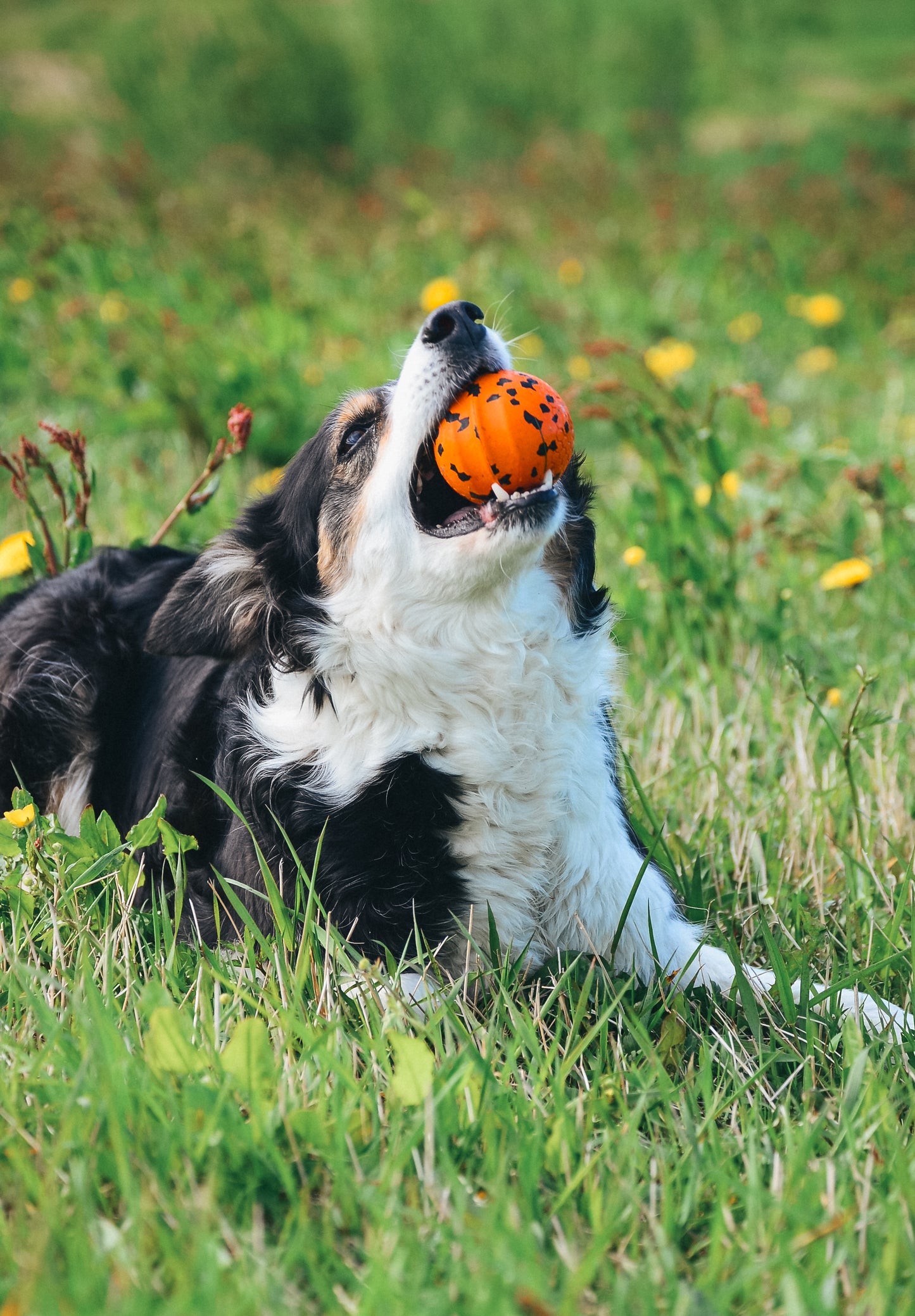 Dog ball ドッグボール