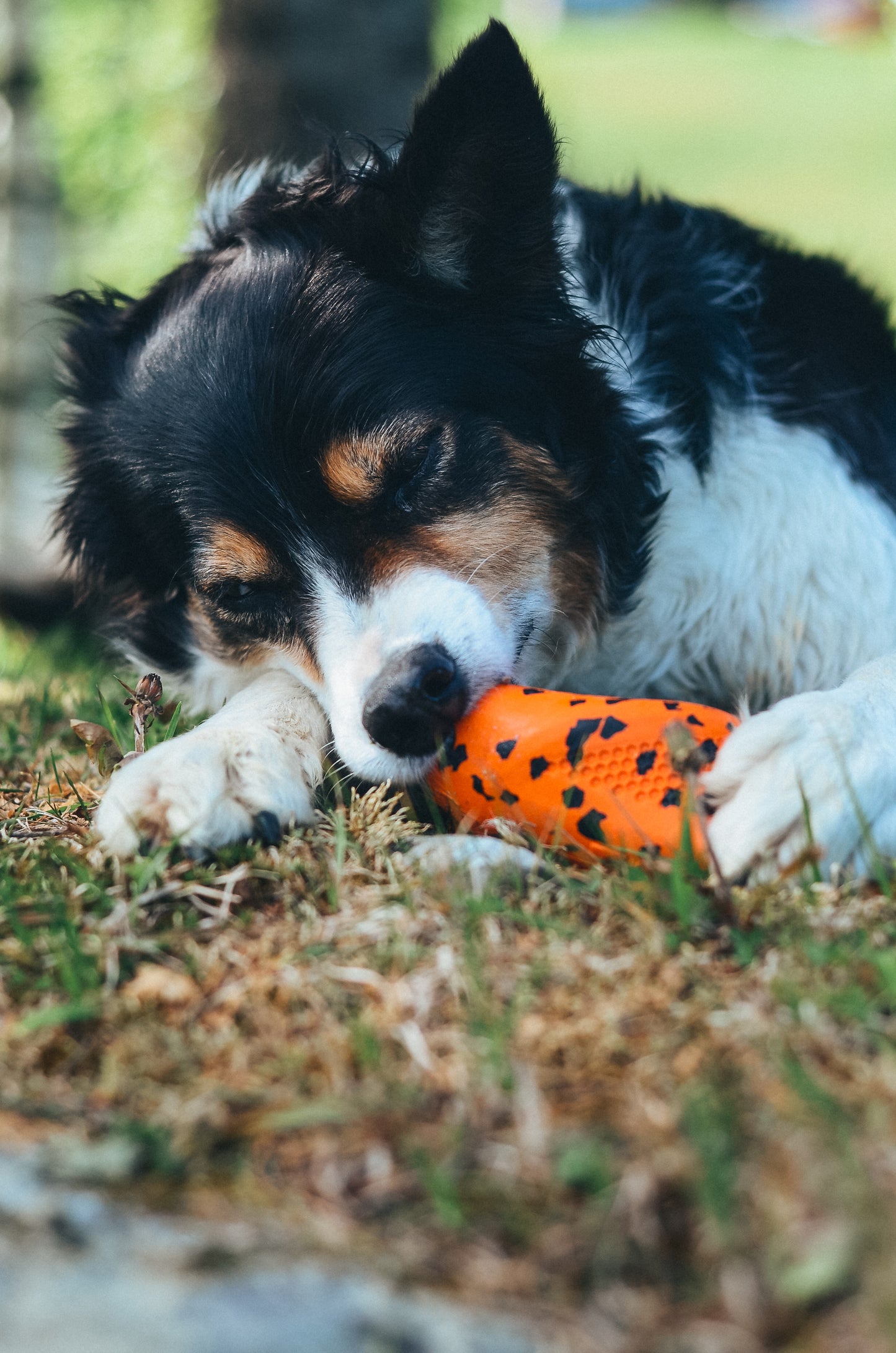 Dog throw toy 頑丈ノーズワーク犬用おもちゃ