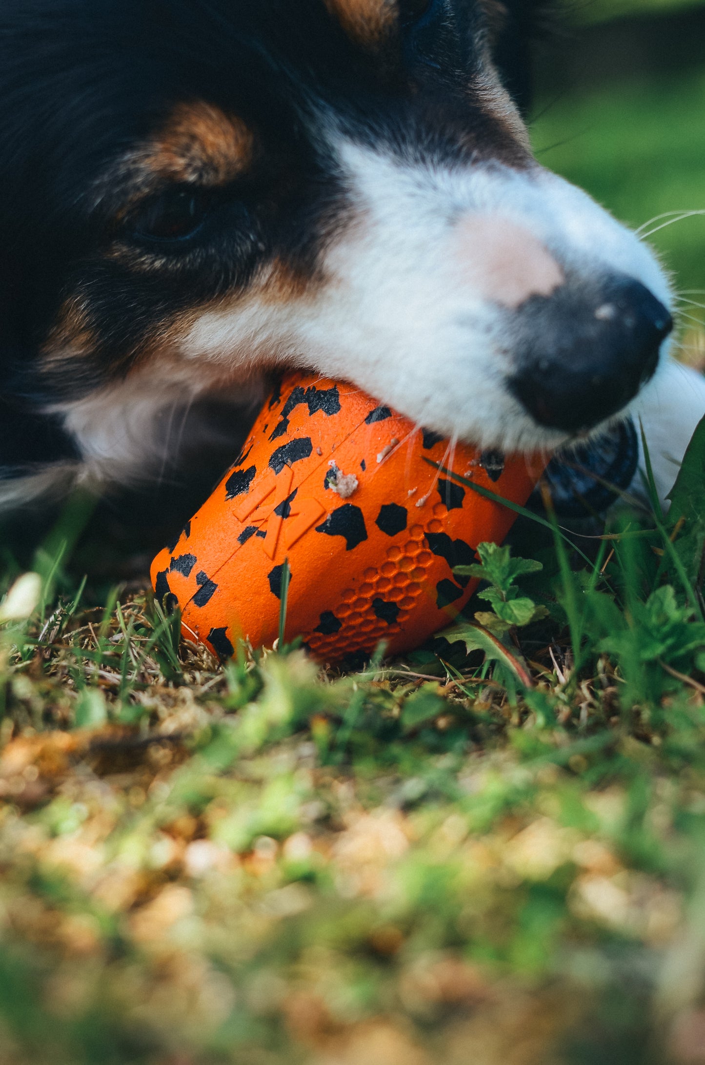 Dog throw toy 頑丈ノーズワーク犬用おもちゃ