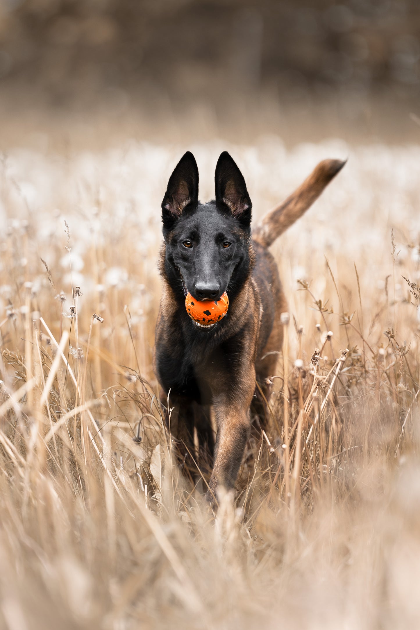 Dog ball ドッグボール