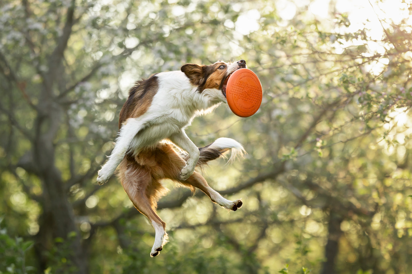 Dog flying disc ドッグディスク