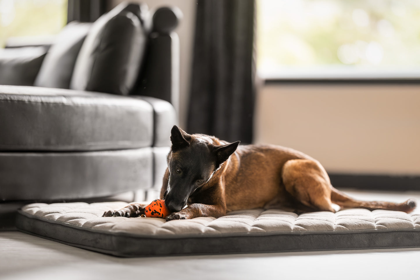 Dog throw toy 頑丈ノーズワーク犬用おもちゃ