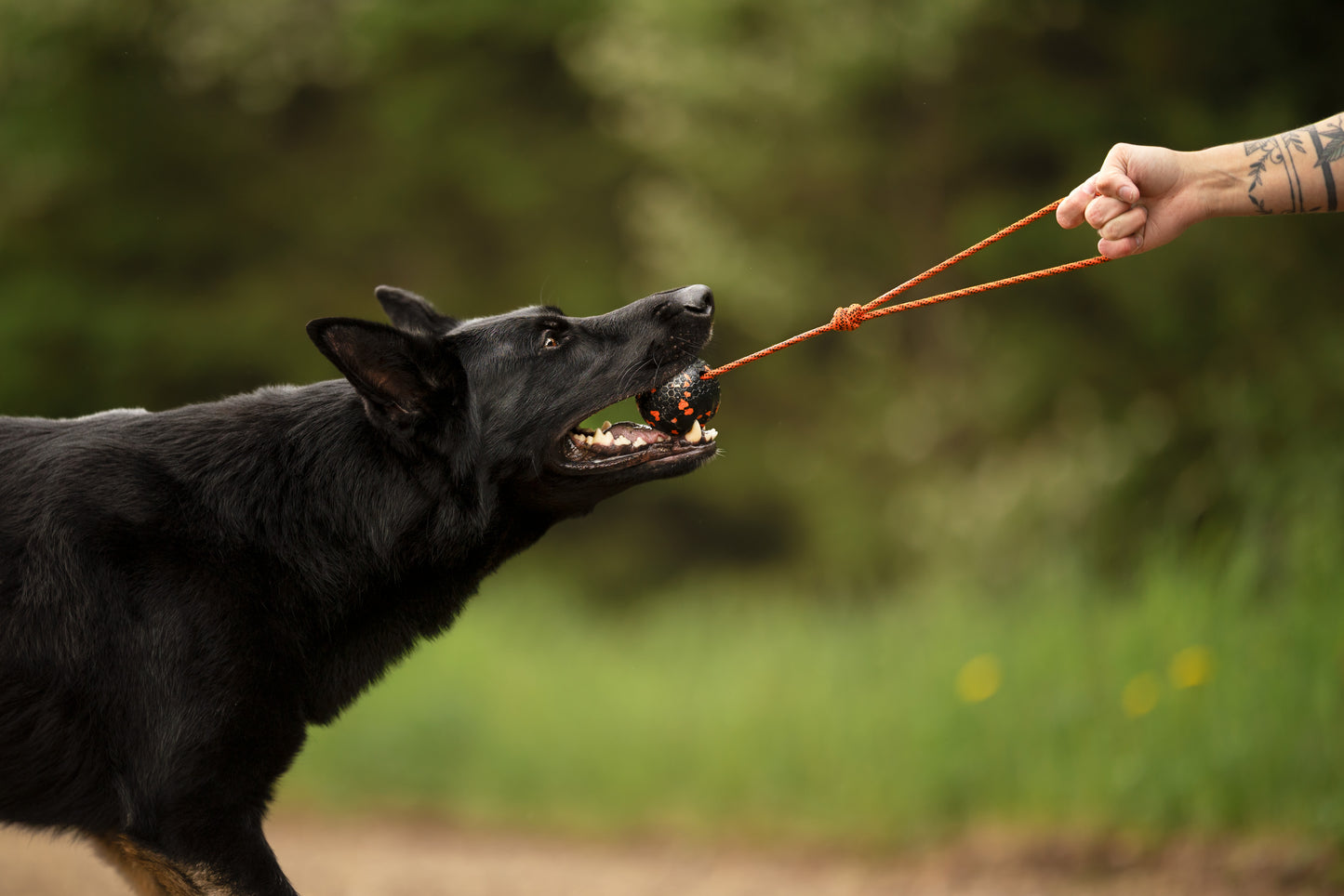 Dog ball on rope 耐久性のあるロープ付きおもちゃ