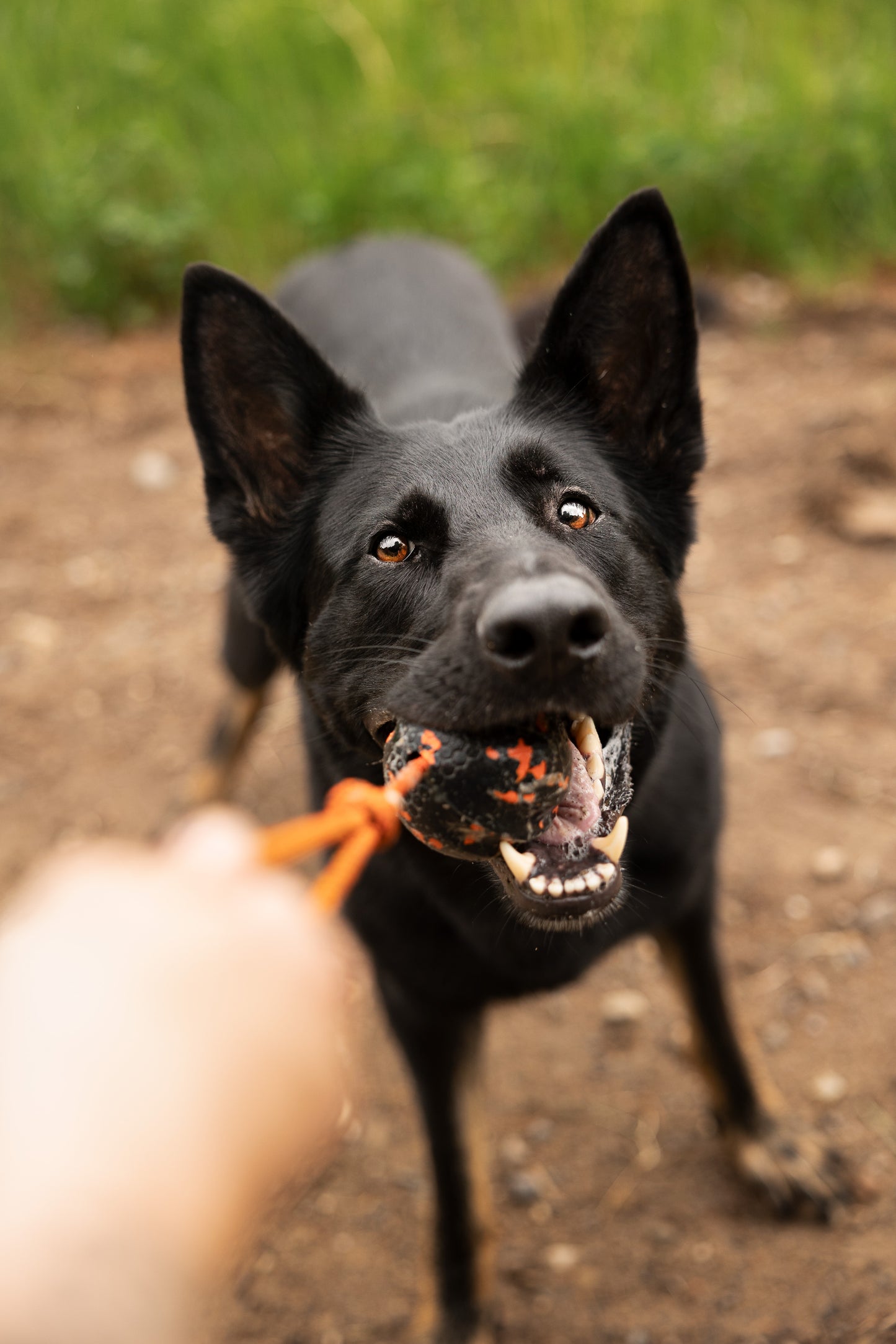 Dog ball on rope 耐久性のあるロープ付きおもちゃ