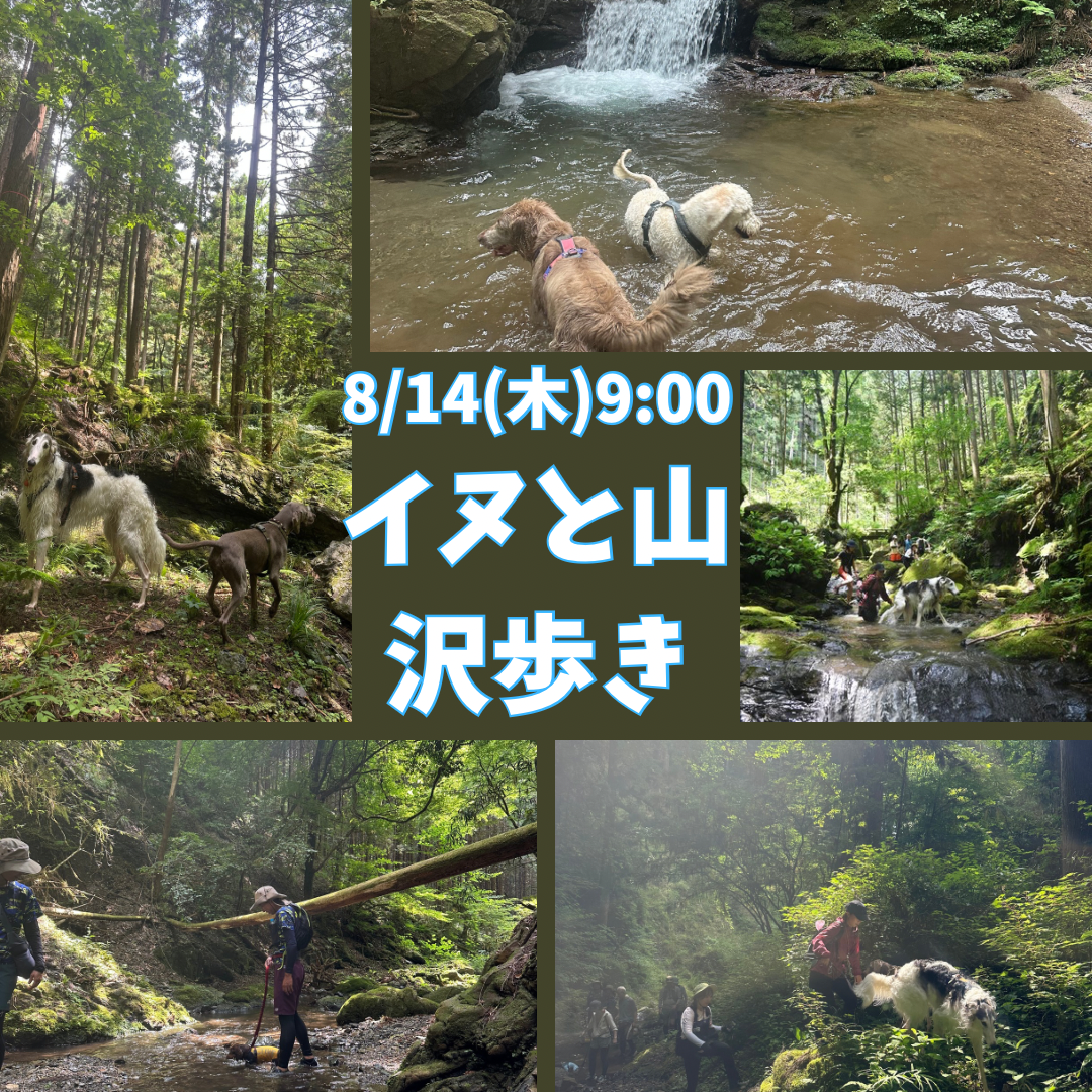 イヌと山&沢歩き8/14(木) 8/16(土)