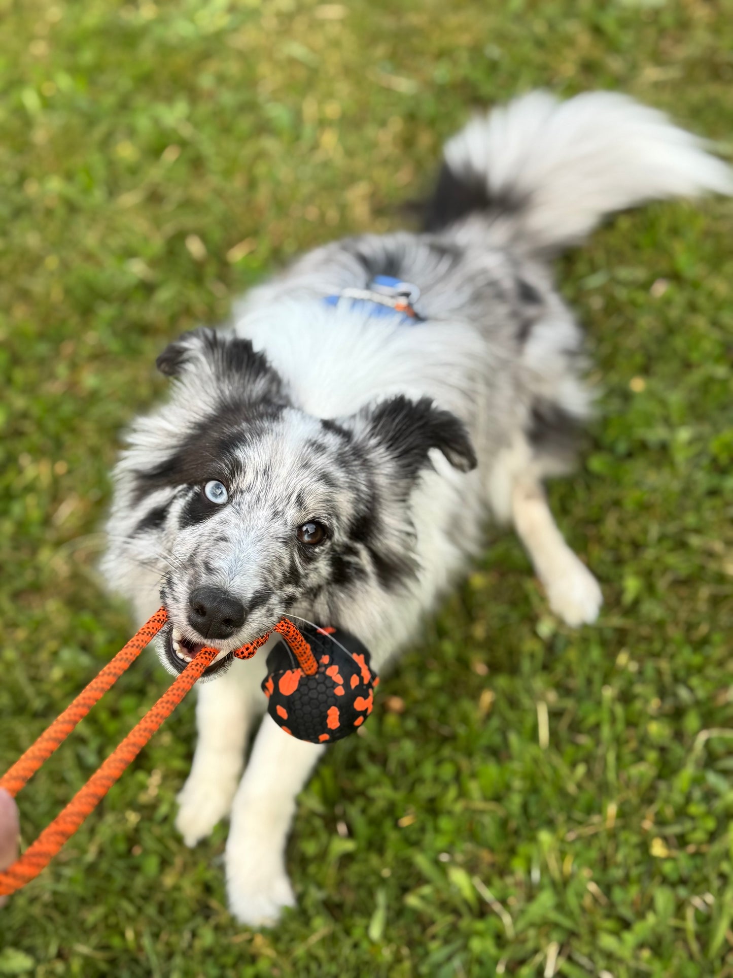 Dog ball on rope 耐久性のあるロープ付きおもちゃ