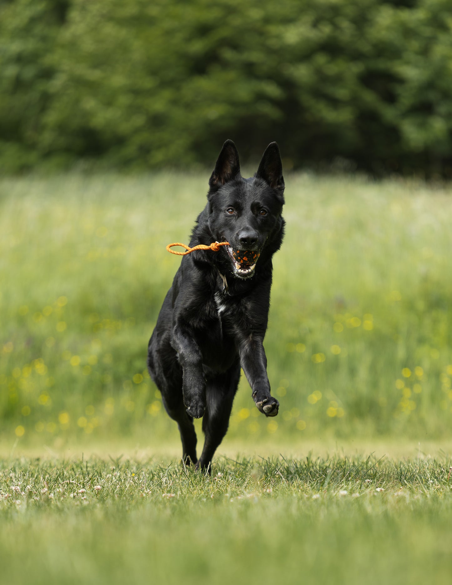 Dog ball on rope 耐久性のあるロープ付きおもちゃ