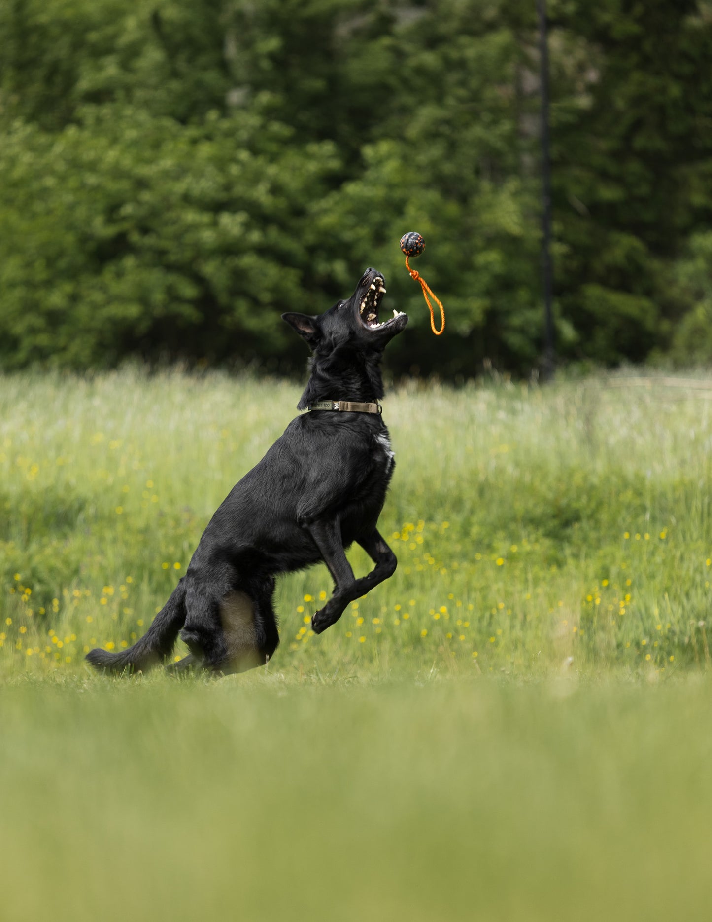 Dog ball on rope 耐久性のあるロープ付きおもちゃ