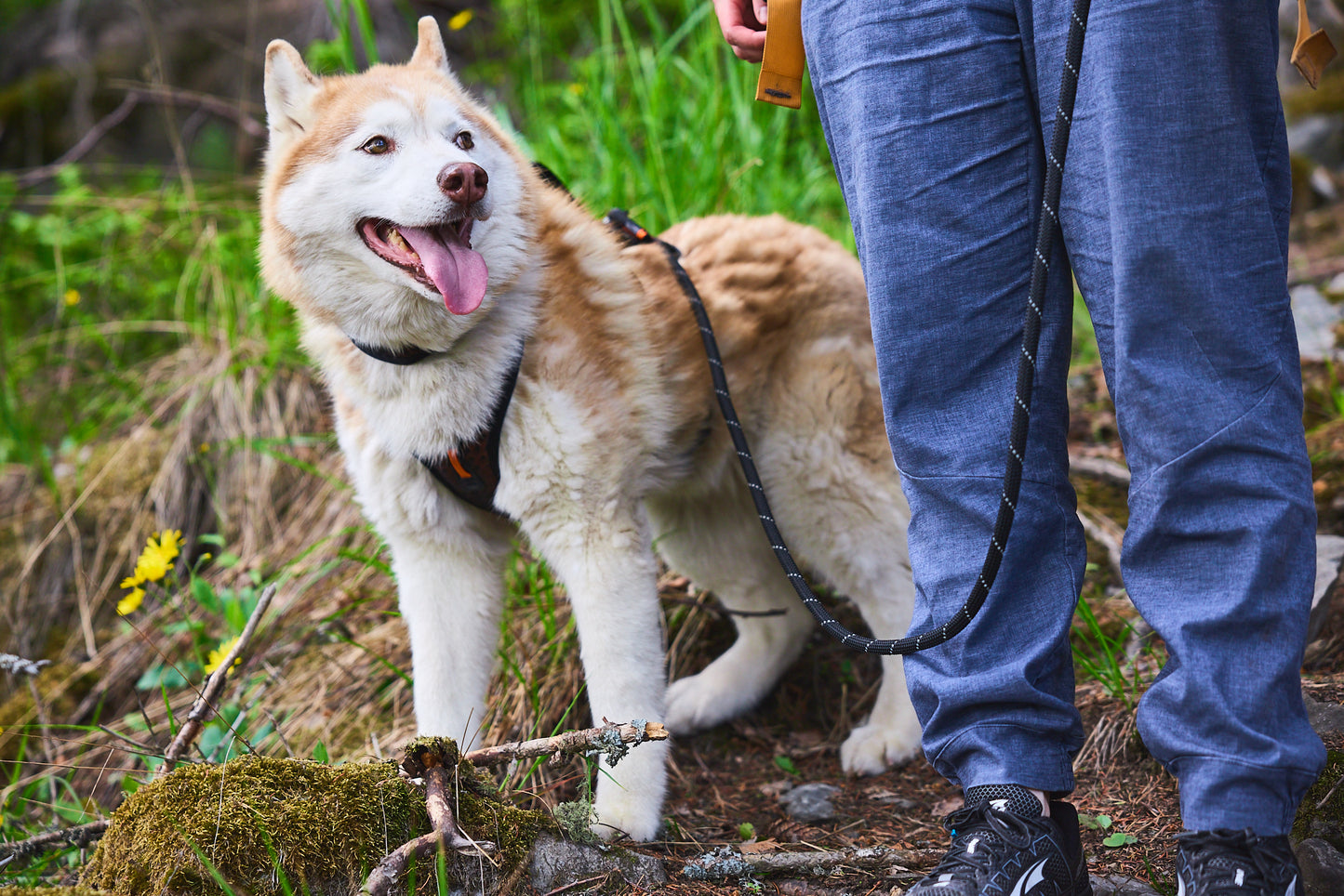 Rock adjustable leash 耐久性があり多用途のリード