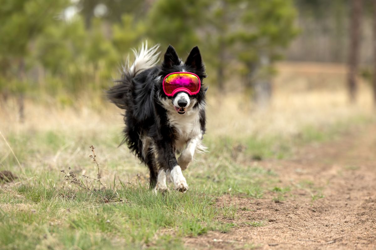 REX SPECS Goggles V2 紫外線対策 【即日配送】