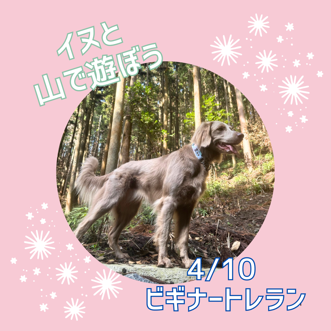 イヌと山で遊ぼう高水山トレラン 4/10